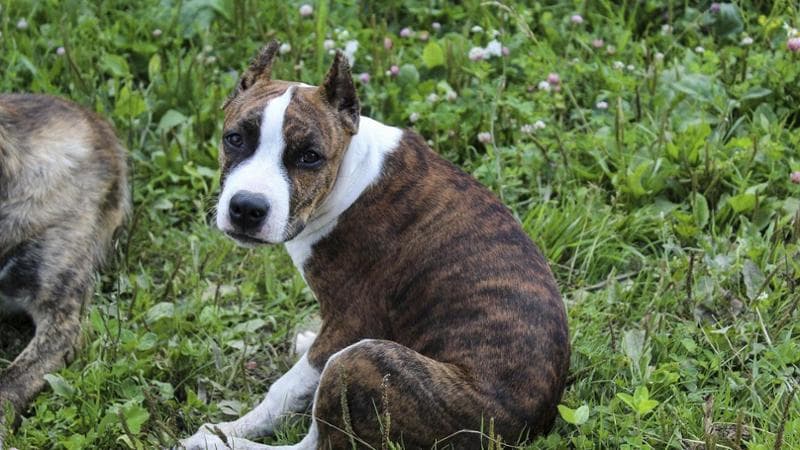 Un cane di razza amstaff