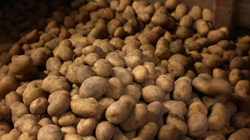 Irlanda, la crisi delle patate. Troppa pioggia, a rischio l’alimento nazionale