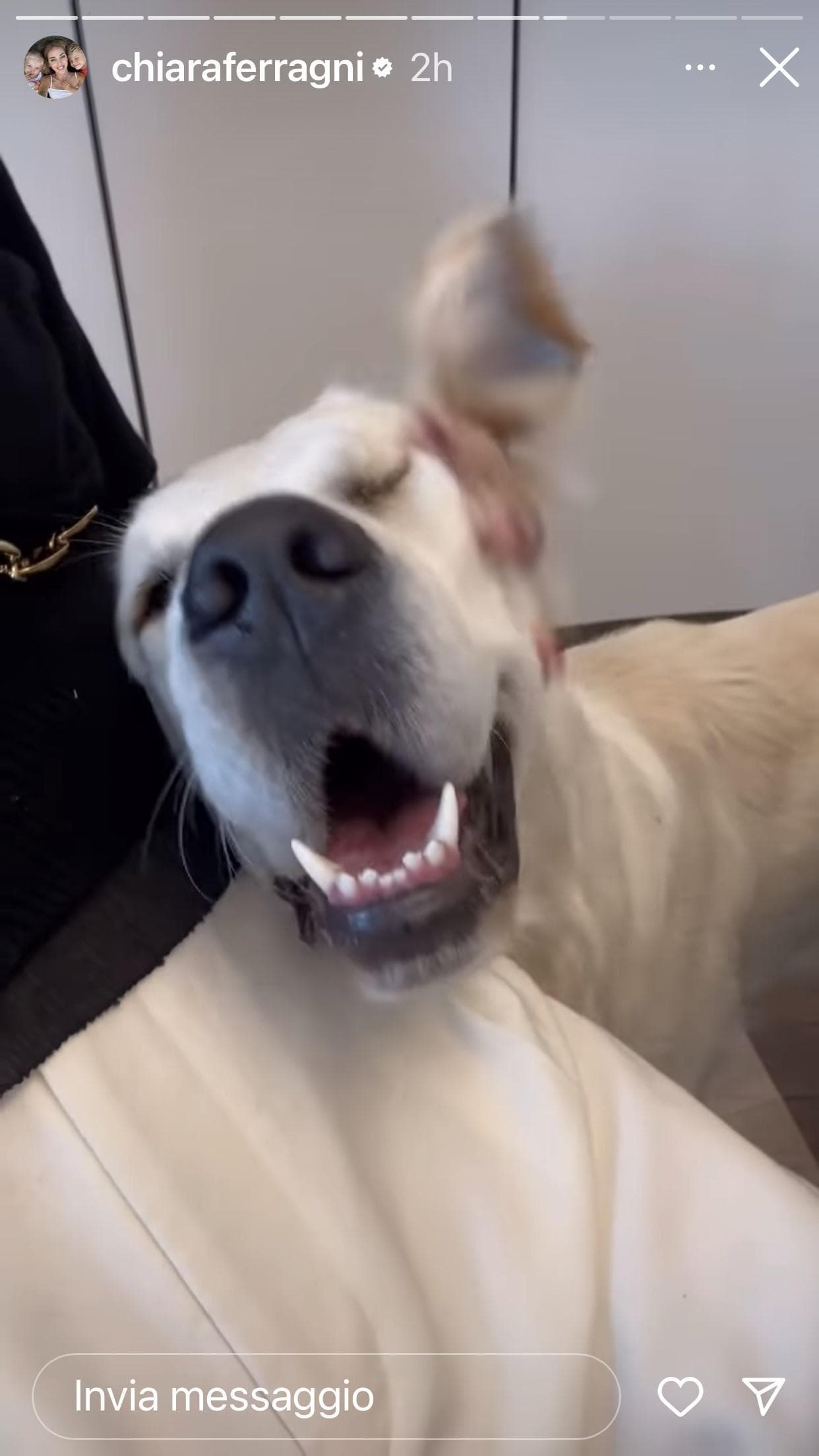 Un frammento dei video in cui Ferragni accarezza Paloma