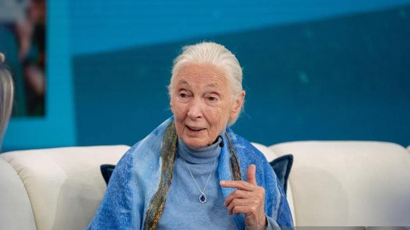 Jane Goodall
