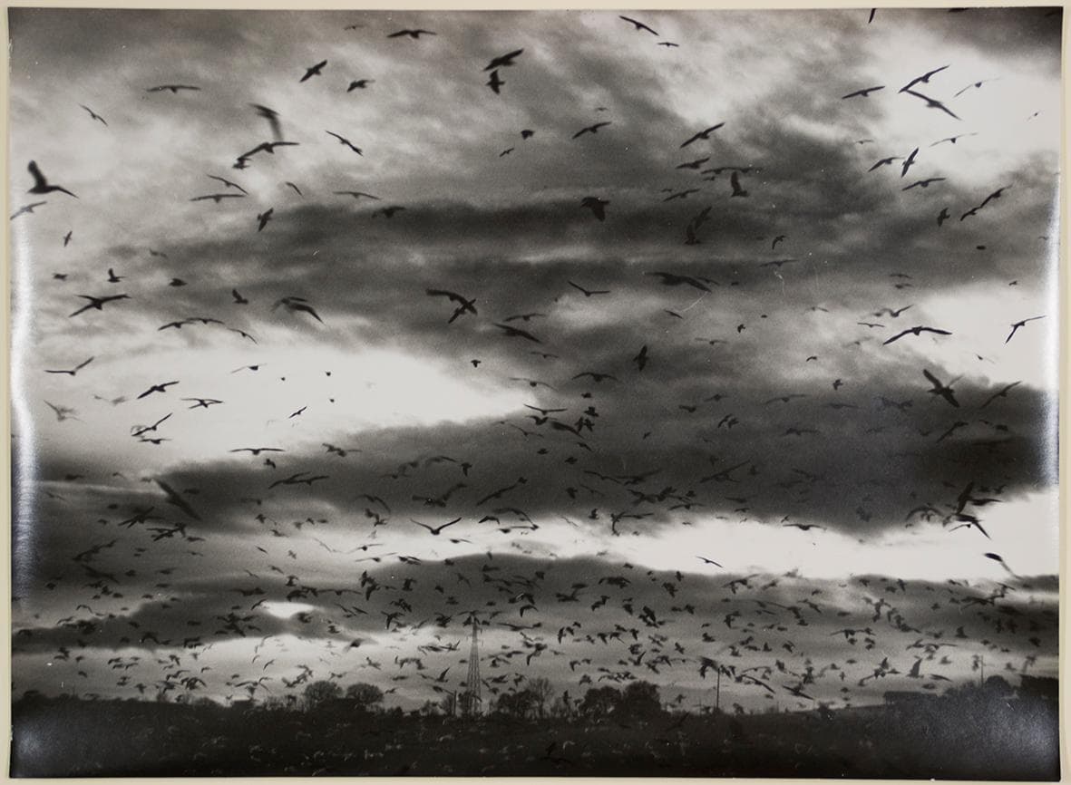 Mario Giacomelli, Gabbiani (“Lascio le mie ali a metà strada”), 1983-1986