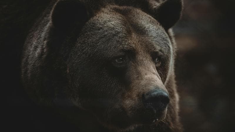 Trento: Gaia, l'orsa JJ4, sarà trasferita nella Foresta Nera. Oipa: “Doveva andare in un santuario in Romania: dopo mesi di incontri e studi con il Ministero, Fugatti decide da solo”