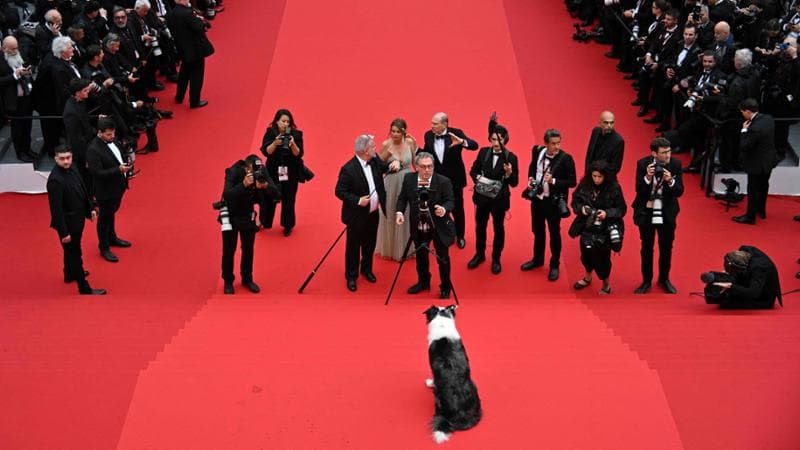 Il red carpet di Cannes, le pagelle: 10 al cane, 8 a Chaplin, 5 alla modella impacchettata