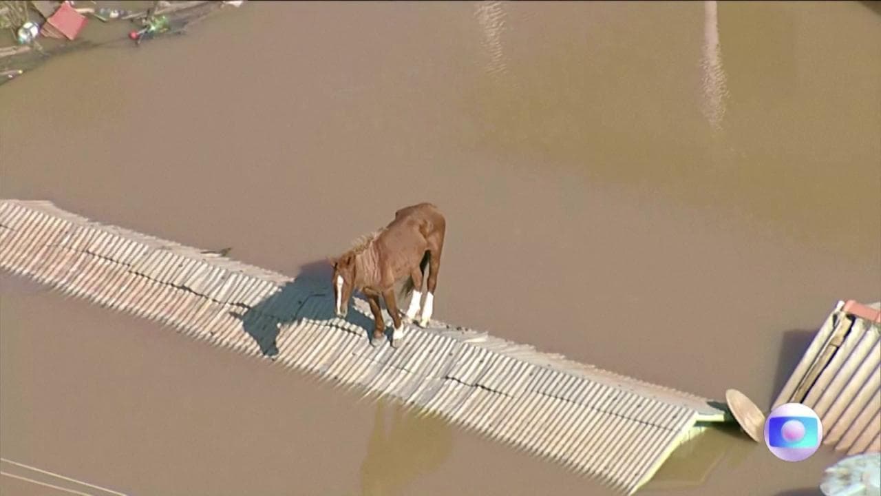 Alluvione in Brasile, un cavallo bloccato su un tetto circondato dall'acqua