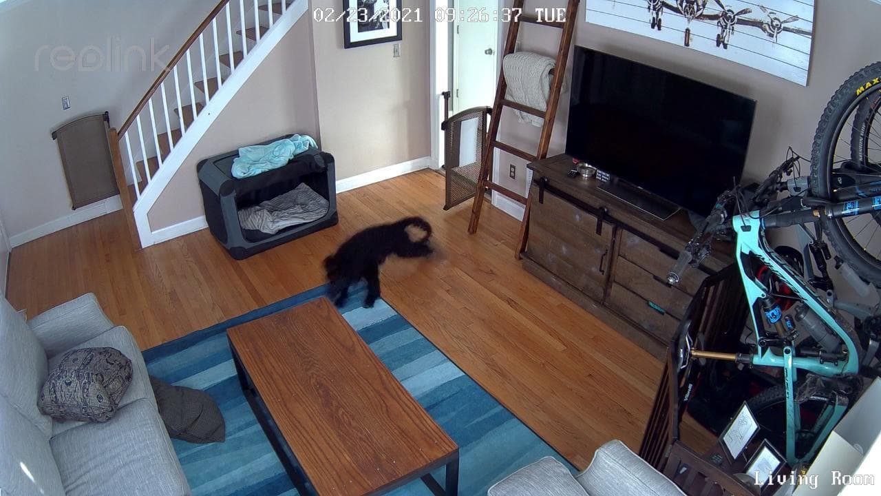 "Ecco cosa fa il cane quando non siamo in casa": cucciolo ripreso dalla videocamera di sicurezza