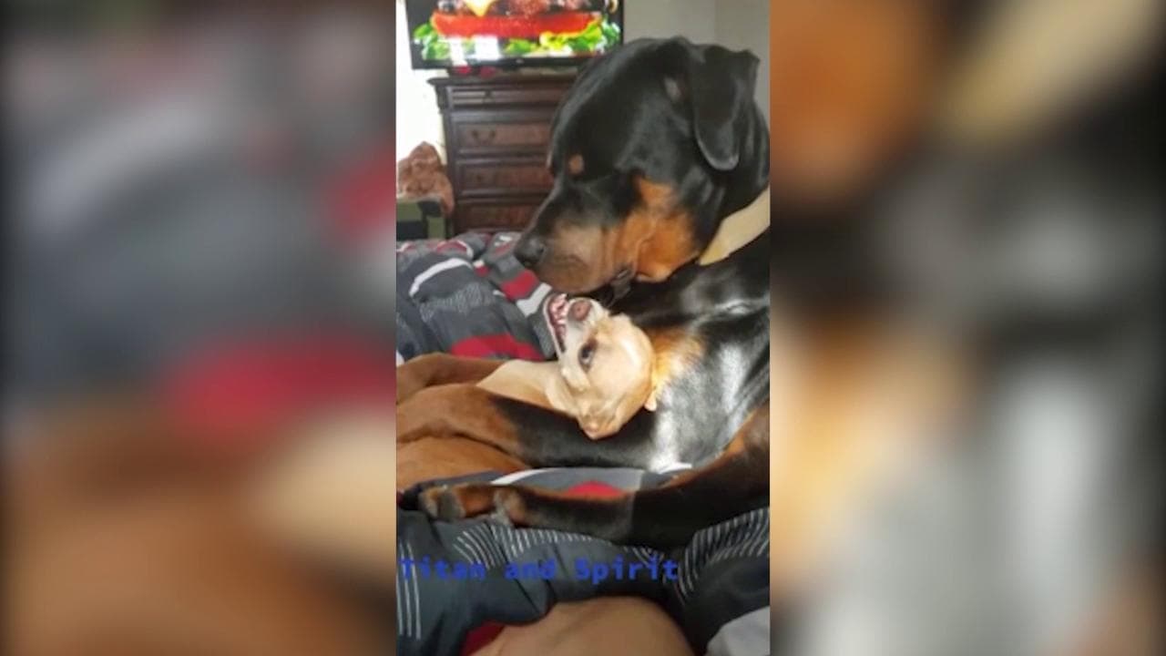 Il rottweiler vuole "socializzare" ma il Chihuahua decisamente non gradisce