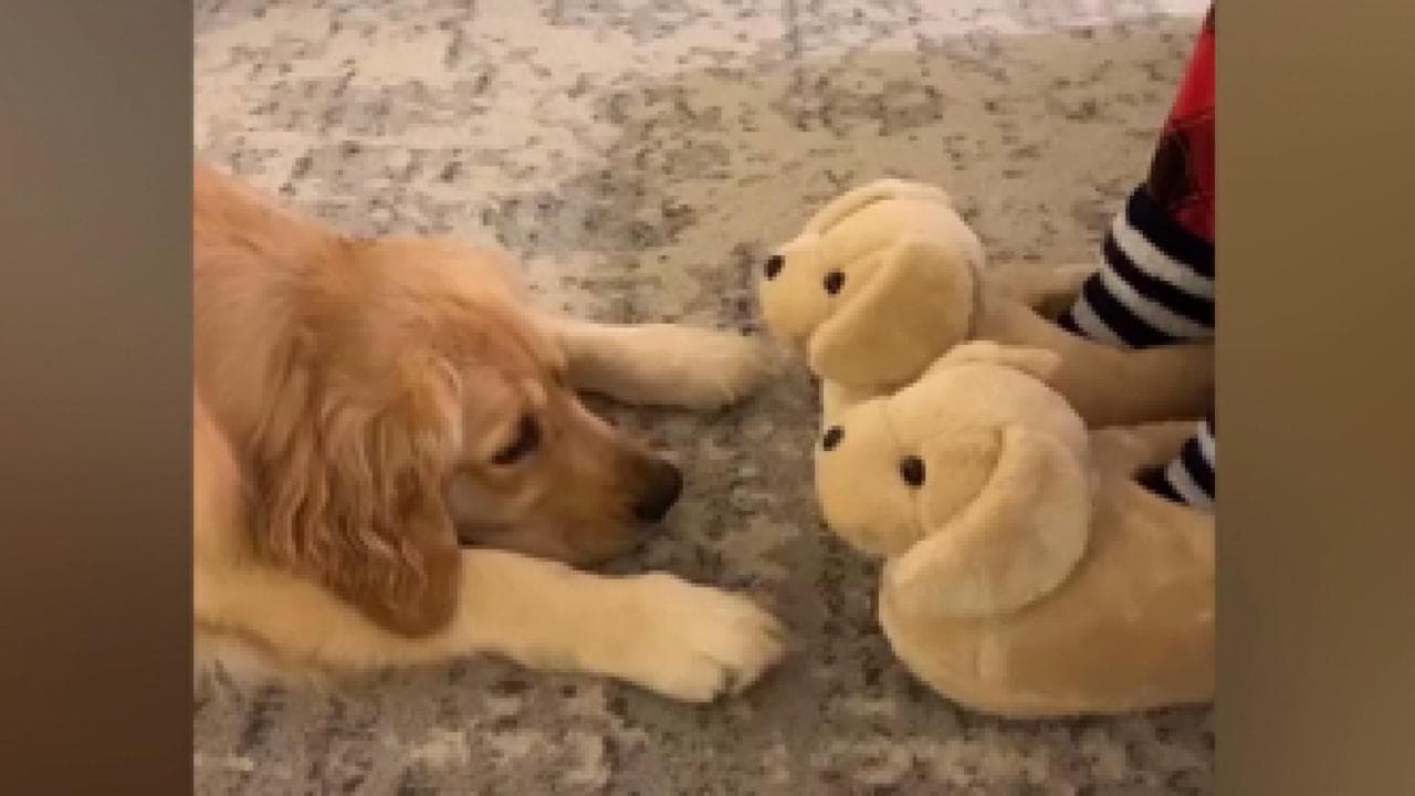 Le pantofole sono a forma di cuccioli: la reazione del golden retriever è adorabile
