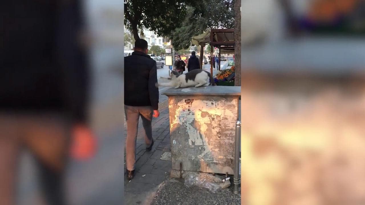 Attenti al gatto: avvicinarsi non è una buona idea