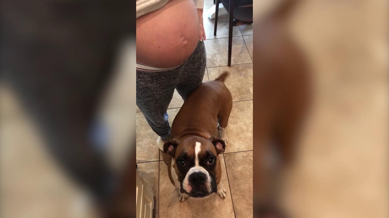 La padrona è incinta, ecco come reagisce il cane se qualcuno le tocca la pancia