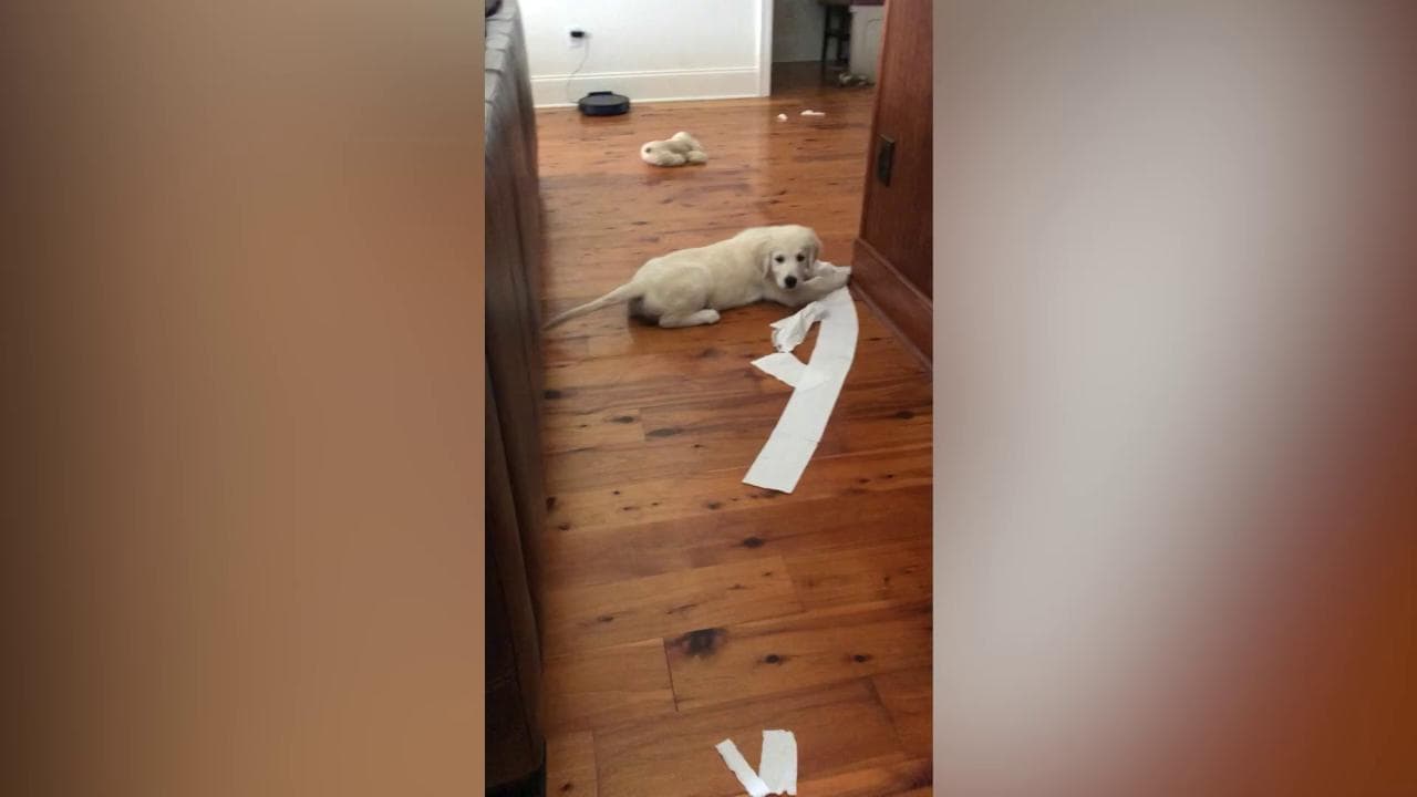 Come nella pubblicità: ecco cosa combina il cucciolo di Golden Retriever con la carta igienica