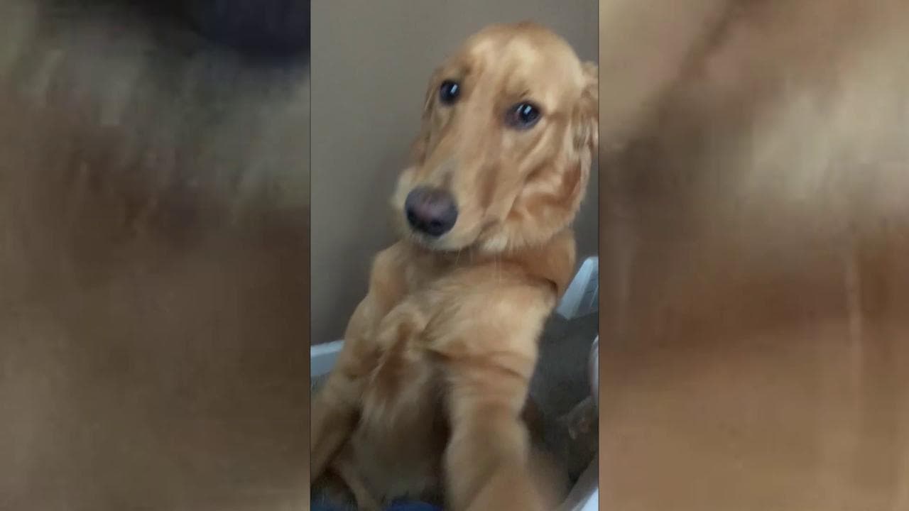 Smettono di fargli le coccole, la reazione del cane è irresistibile