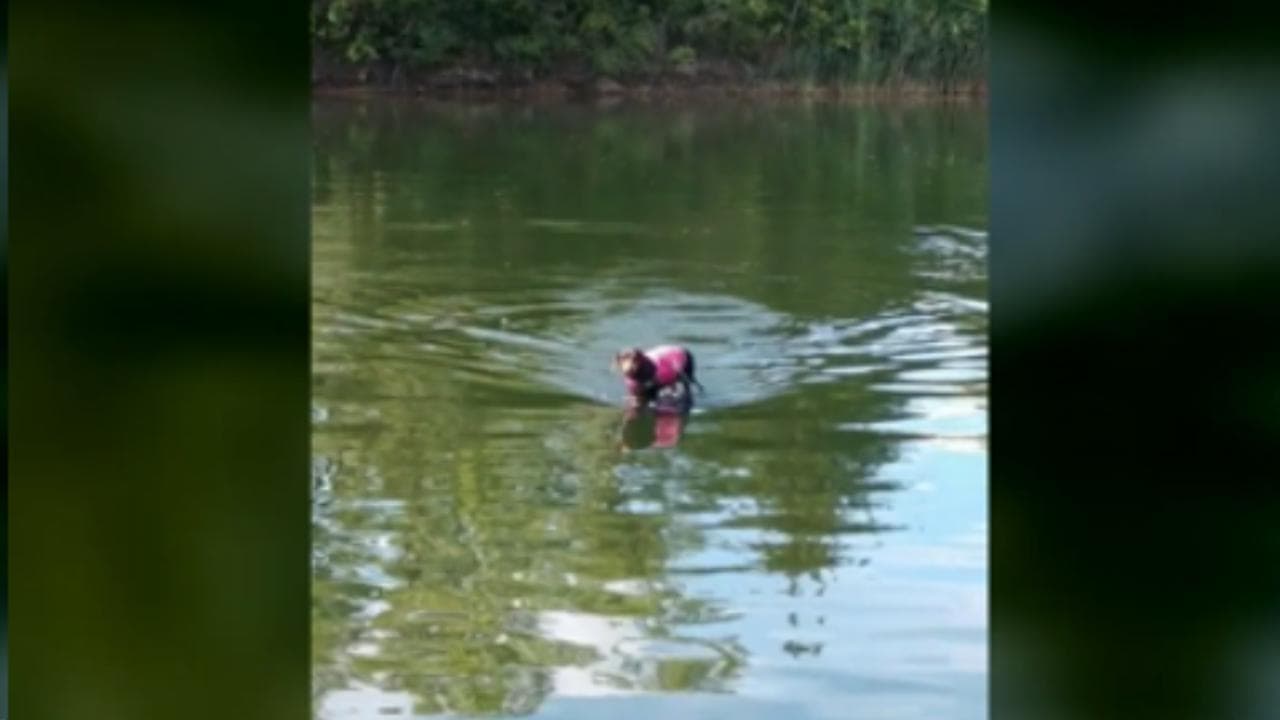 Usa, il cane scivola sull'acqua ma non usa una tavola da surf
