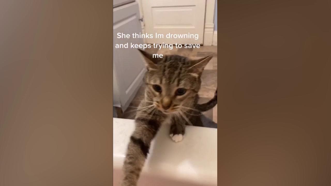 La padrona è nella vasca da bagno, la gatta cerca in ogni modo di "salvarla"