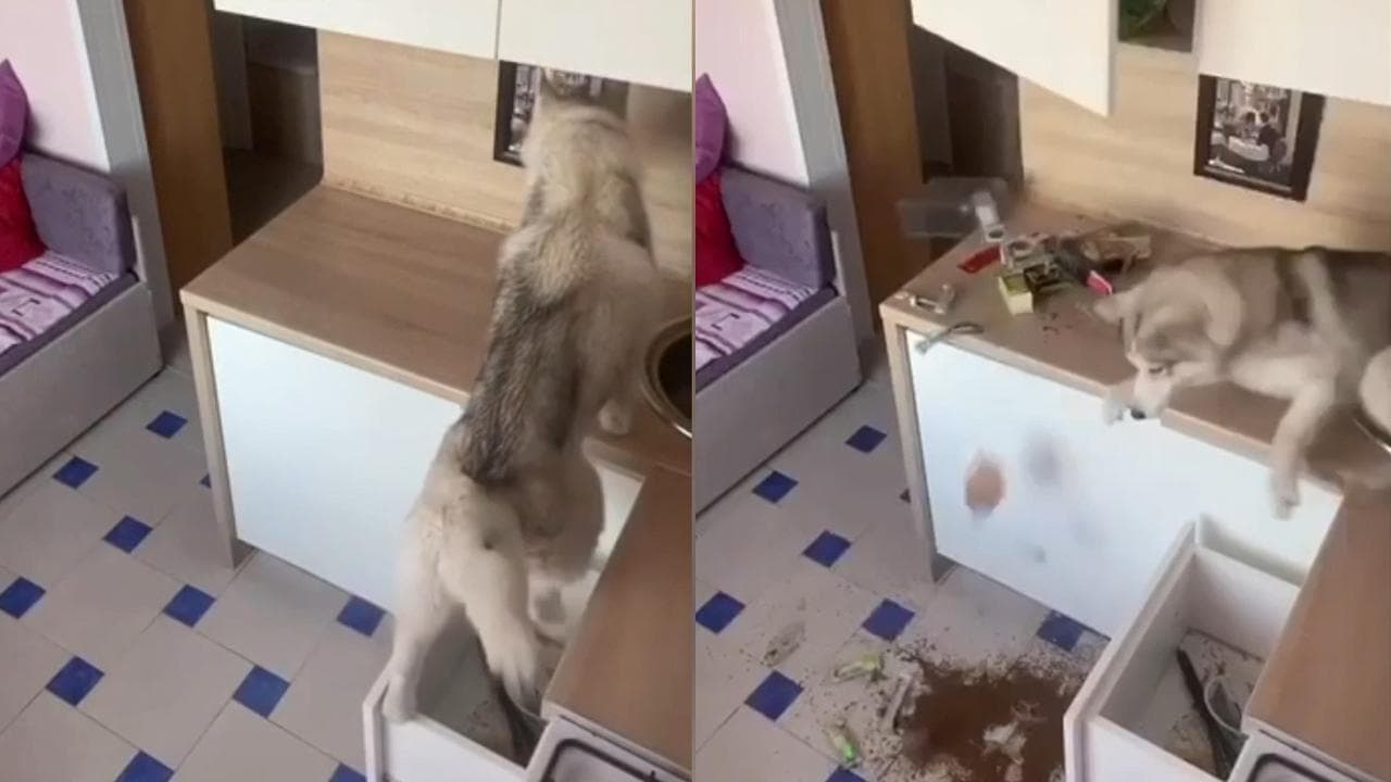 Lasciano l'husky solo in cucina: il risultato è un disastro