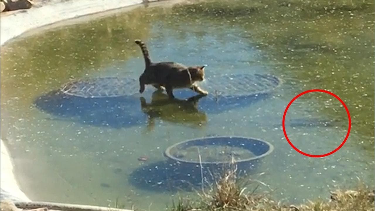 Il gatto prova a catturare il pesce ma lo stagno è ghiacciato: la scena è esilarante