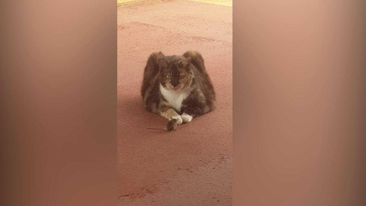 Come in un cartone animato, il gatto e il topo sembrano amici