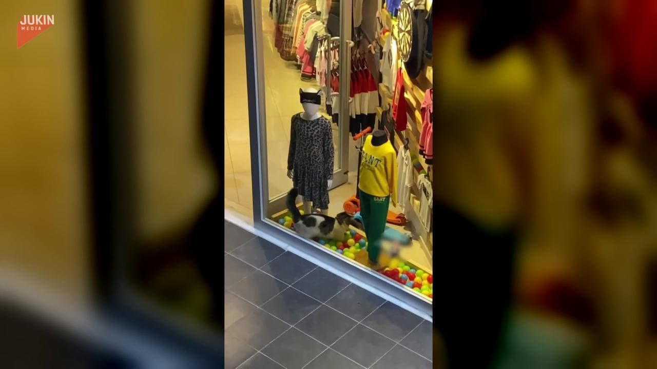 La vetrina è piena di palline: il gatto non resiste e si intrufola tra i manichini per giocare