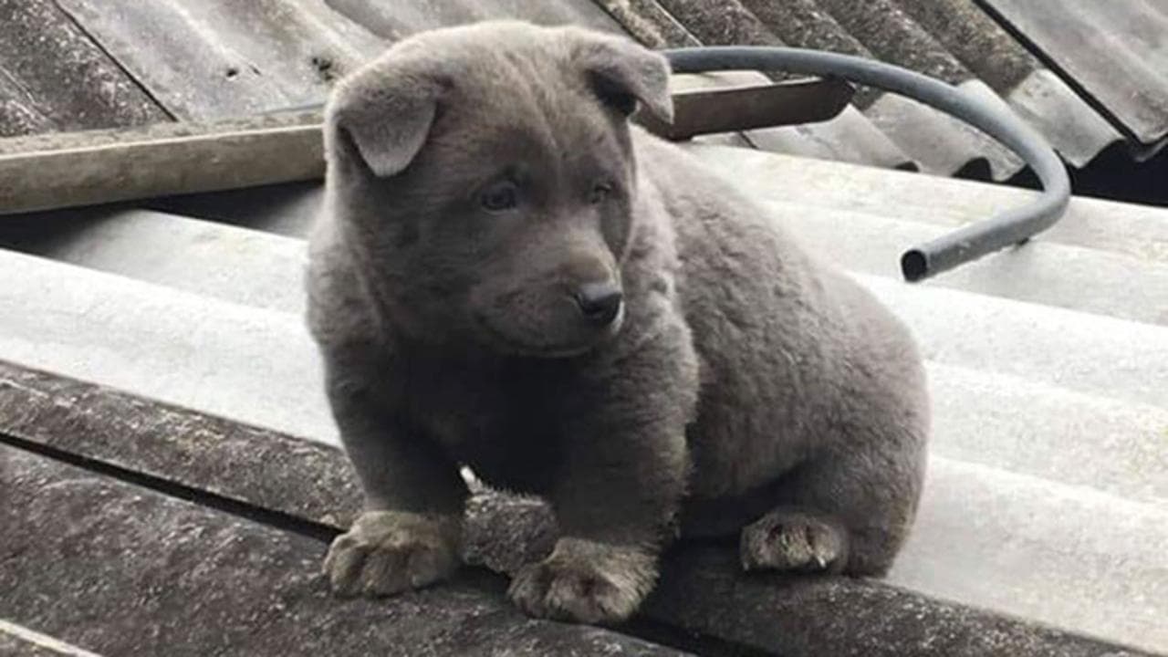 Vietnam, ecco l'irresistibile "orso gatto nordamericano": i suoi video sono virali