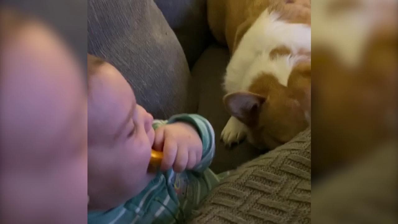 Il cane "gioca a nascondino", le risate del bimbo di 10 mesi sono irresistibili