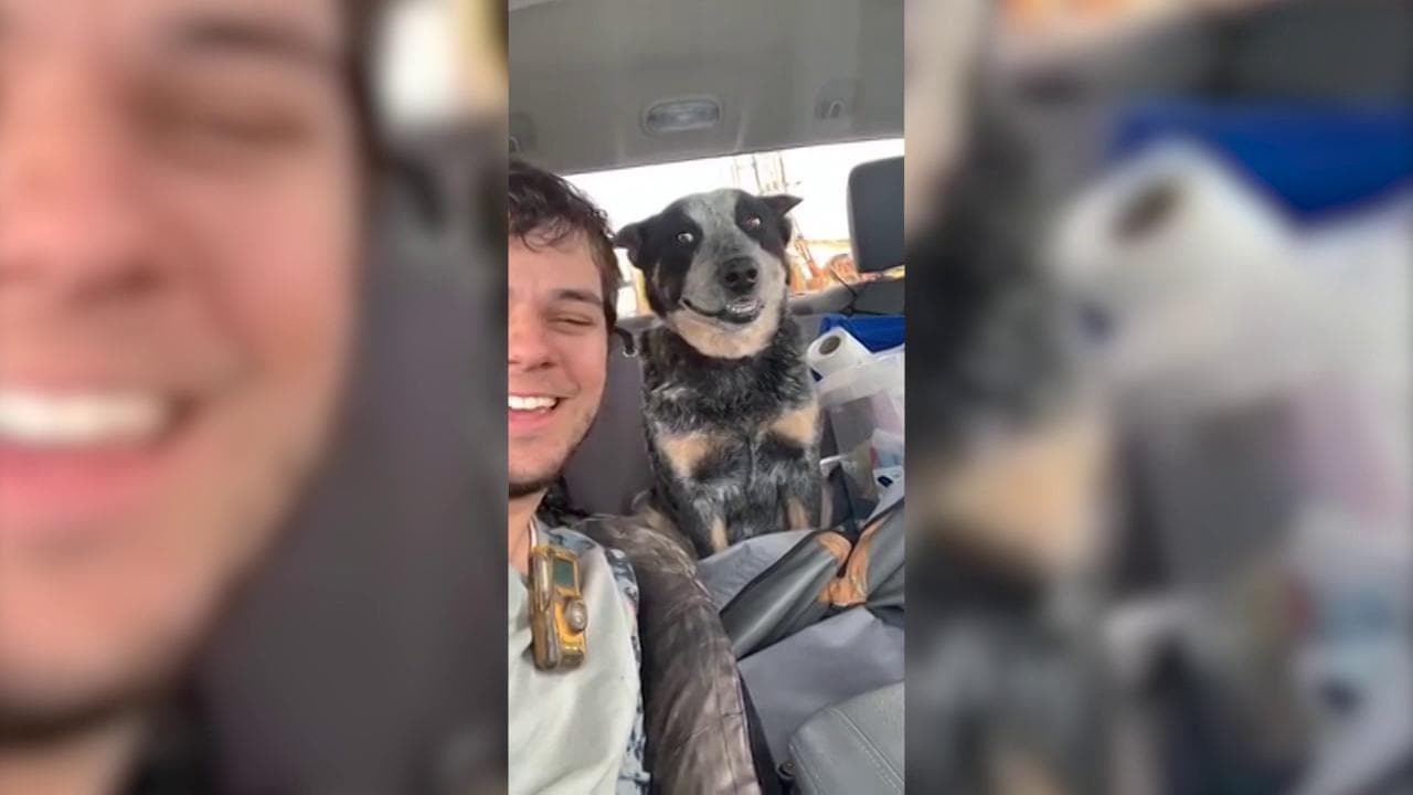 Il padrone lo guarda, il cane si "congela": la scena è esilarante