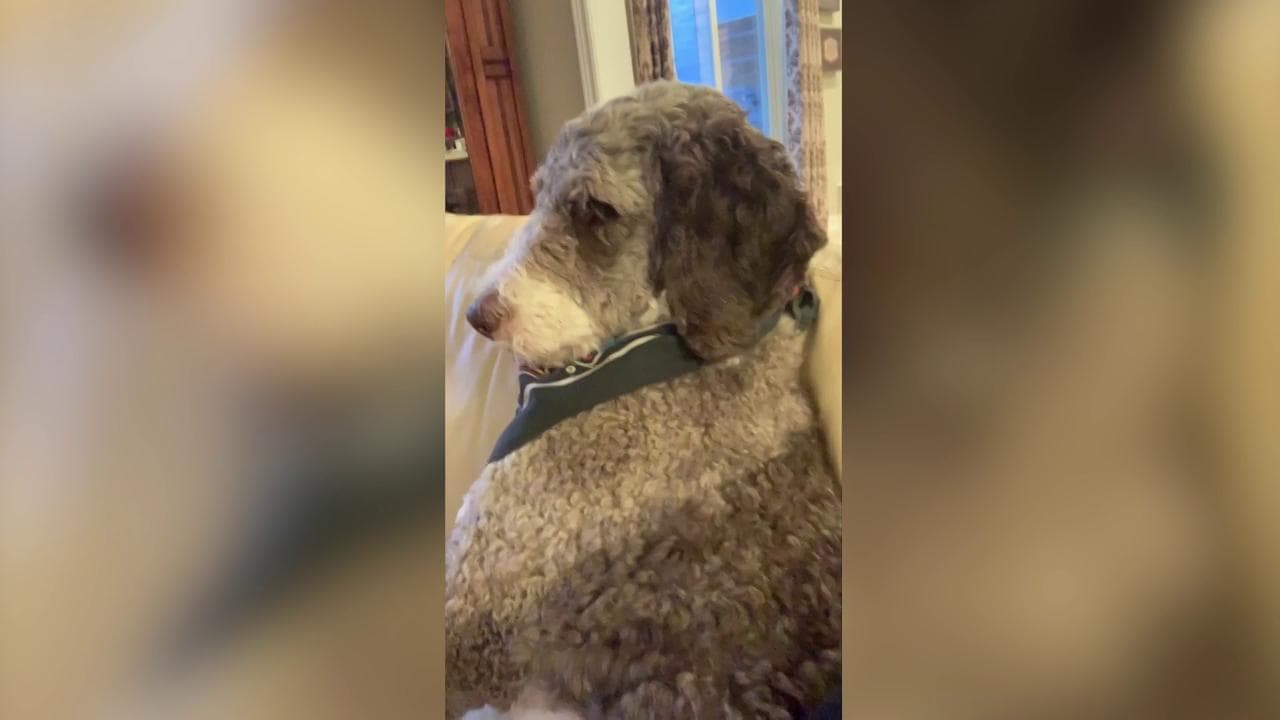 Il cane ignora la padrona: la scena è esilarante