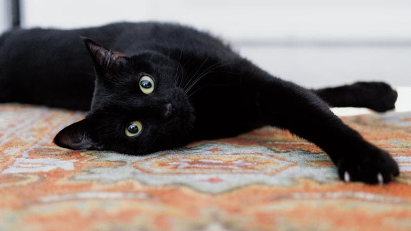 Il gatto nero era associato ai riti delle streghe (Getty images)