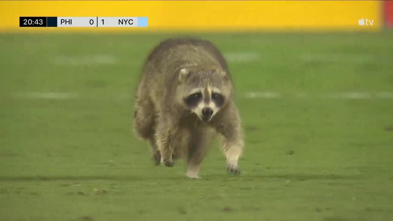 Un procione invade il campo in Philadelphia-New York City FC del campionato americano
