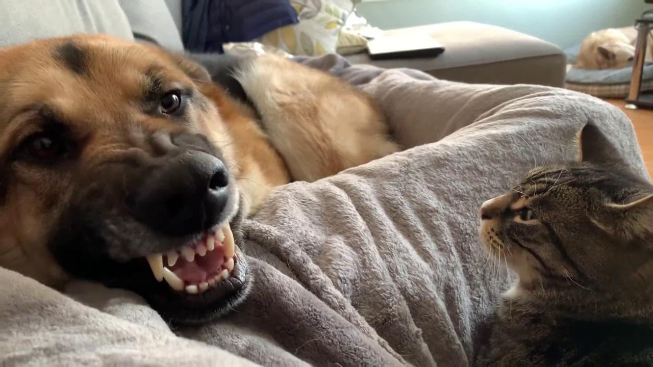 "Il divano è mio": il cane non vuole mollare il suo posto a nessuno, la scena è esilarante