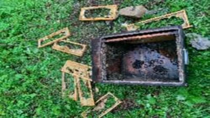 Belluno, un orso goloso ruba 80 chili di miele e distrugge un apiario