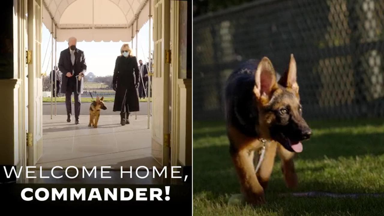 "Benvenuto alla Casa Bianca, Commander": ecco il nuovo cane del presidente Biden