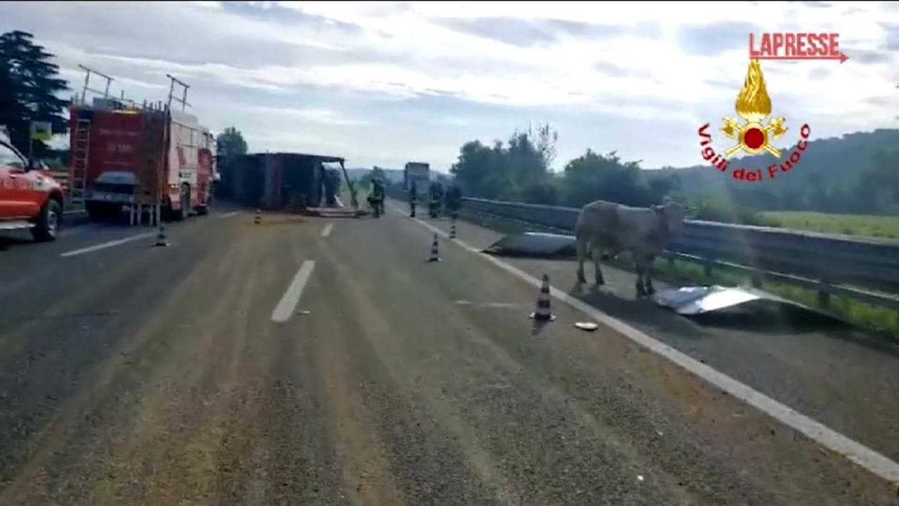 Camion carico di mucche si ribalta in autostrada: animali in carreggiata sull'A4, traffico bloccato