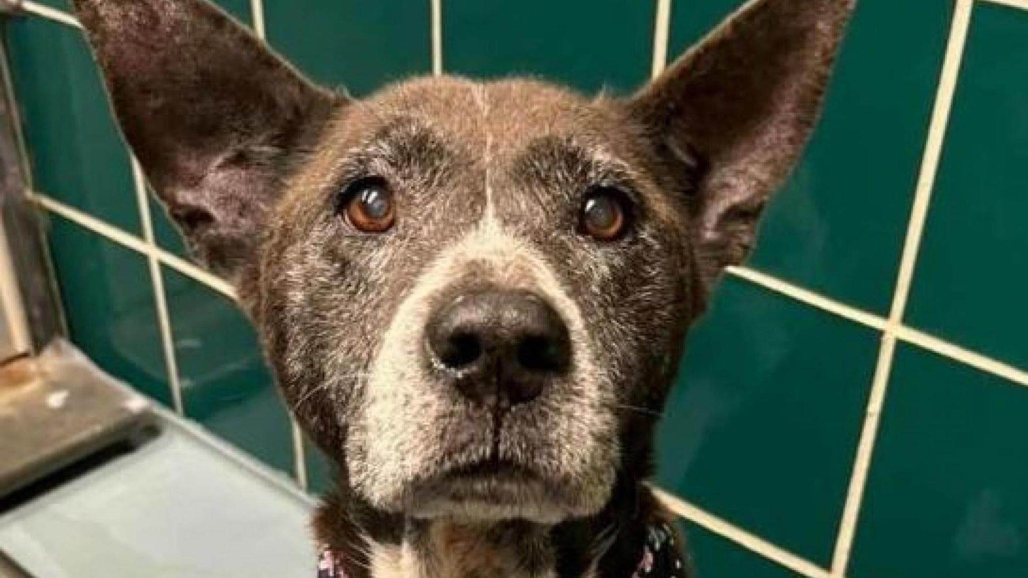 Reggio Calabria, 'Köpek merkezi' kulübesinde kötü muamele: beş yıl 4 aya kadar hapis cezası