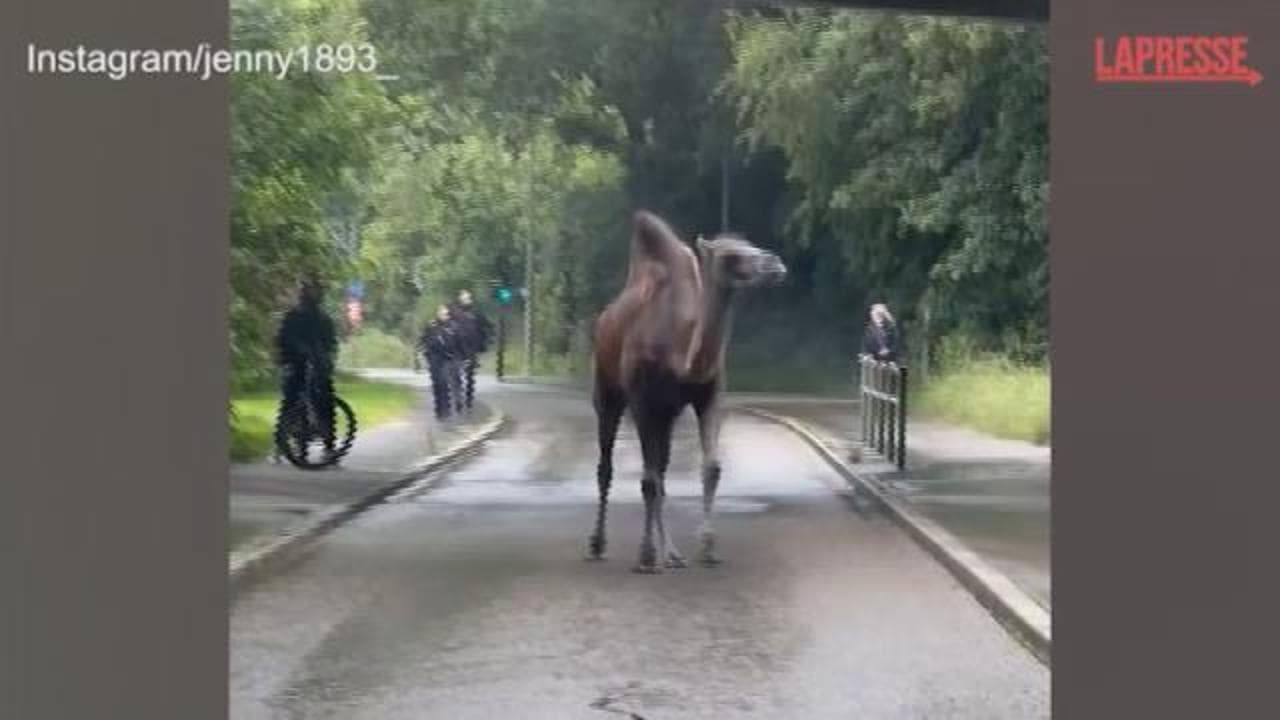 Germania, un cammello fugge dal circo e gira per le strade di Stoccarda