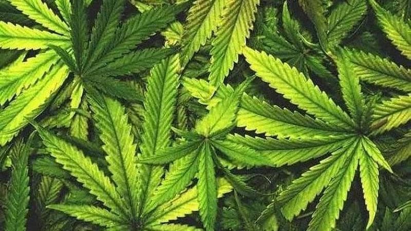 Cannabis terapeutica, frenano i consumi. “I medici la prescrivono meno, colpa anche della burocrazia, superiore a quella dei farmaci con morfina”