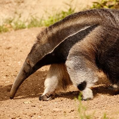 Formichiere gigante al Parco Natura Viva