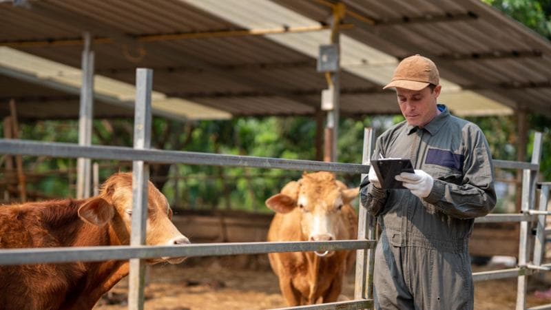 Filiera della carne, rivoluzione digitale