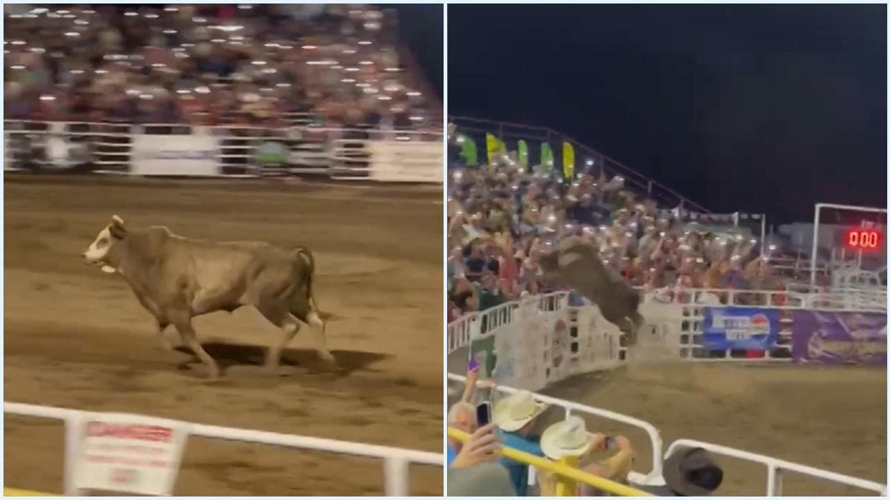 Oregon, paura al rodeo: toro in fuga scavalca il recinto e si getta sugli spalti