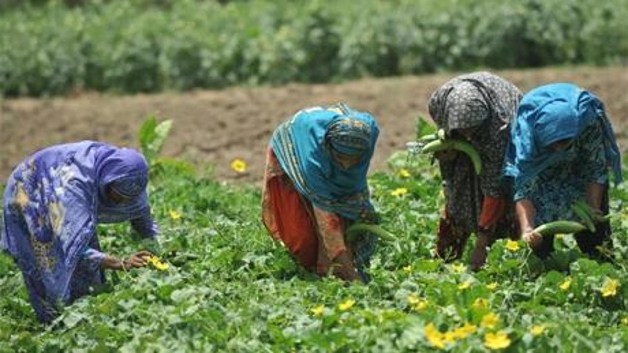 Afrika ve küresel gıda sistemi: G7'nin buna göre hareket etmek için bilmesi gereken her şey