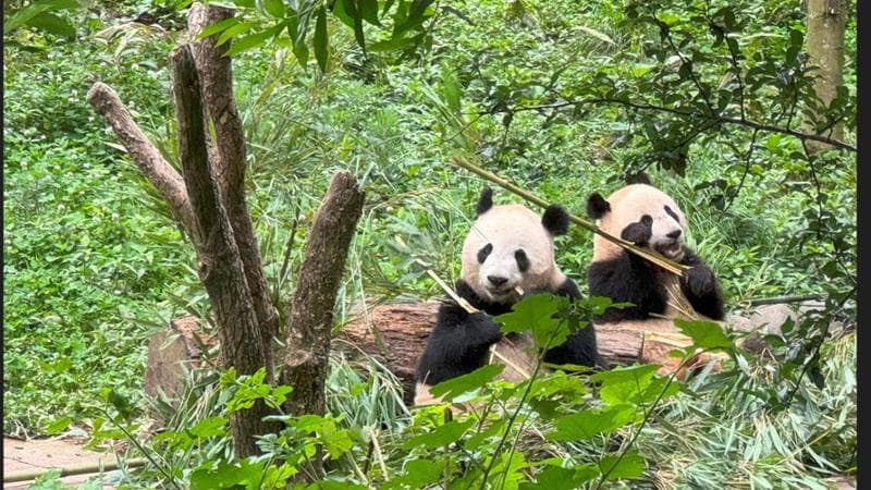 Asili e terapia di coppia. Nel santuario cinese del baby-boom dei panda