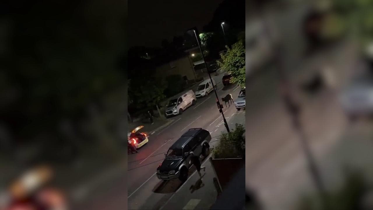 Gran Bretagna: il video in cui la polizia investe per crudeltà una mucca, ministro e animalisti furenti