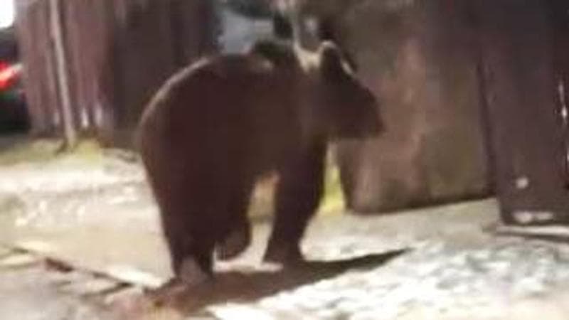 Un frame del video pubblicato su Facebook