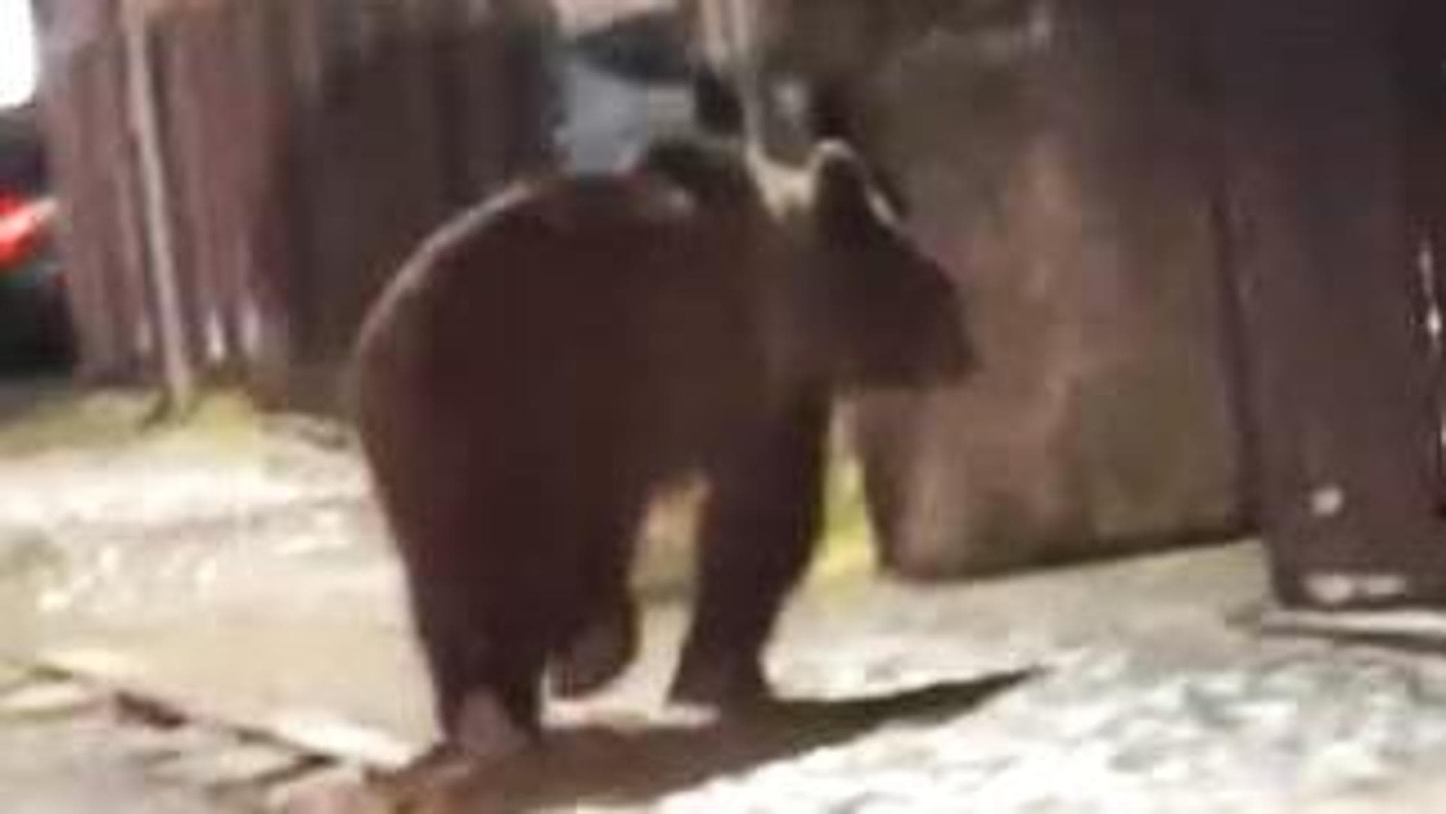 Meclis üyesi Trentino, köydeki bir ayıyla ilgili videolar yayınlıyor ve bu, anında teröre neden oluyor.  Oipa: “Güvenlik önlemlerini asla düşünmüyorsunuz”