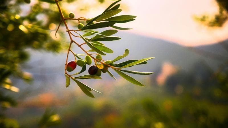 Valorizzare l’olio, ricchezza della Sardegna