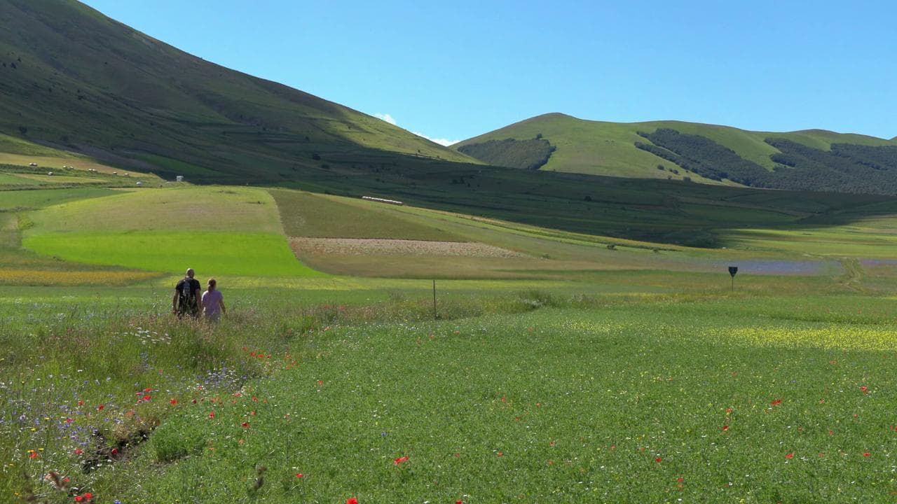 Umbria, la magia della fioritura a Castelluccio di Norcia: il Pian Grande si trasforma in un'immensa tavolozza di colori