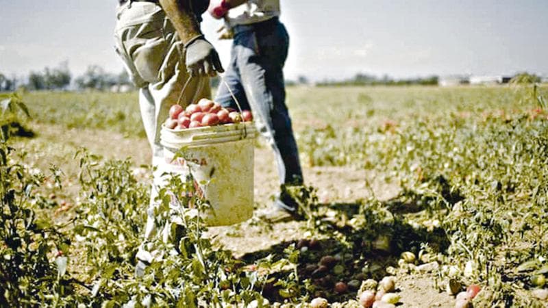 Braccianti al lavoro  - Operazione condotta da Inps, Finanza e Procura, scoperta maxi truffa per falsi braccianti, evase somme per un totale di 830 mila euro, denunce per 195 lavoratori fittizi, Castrovillari (Cosenza), 14 giugno 2019. ANSA/ QUOTIDIANO DEL SUD