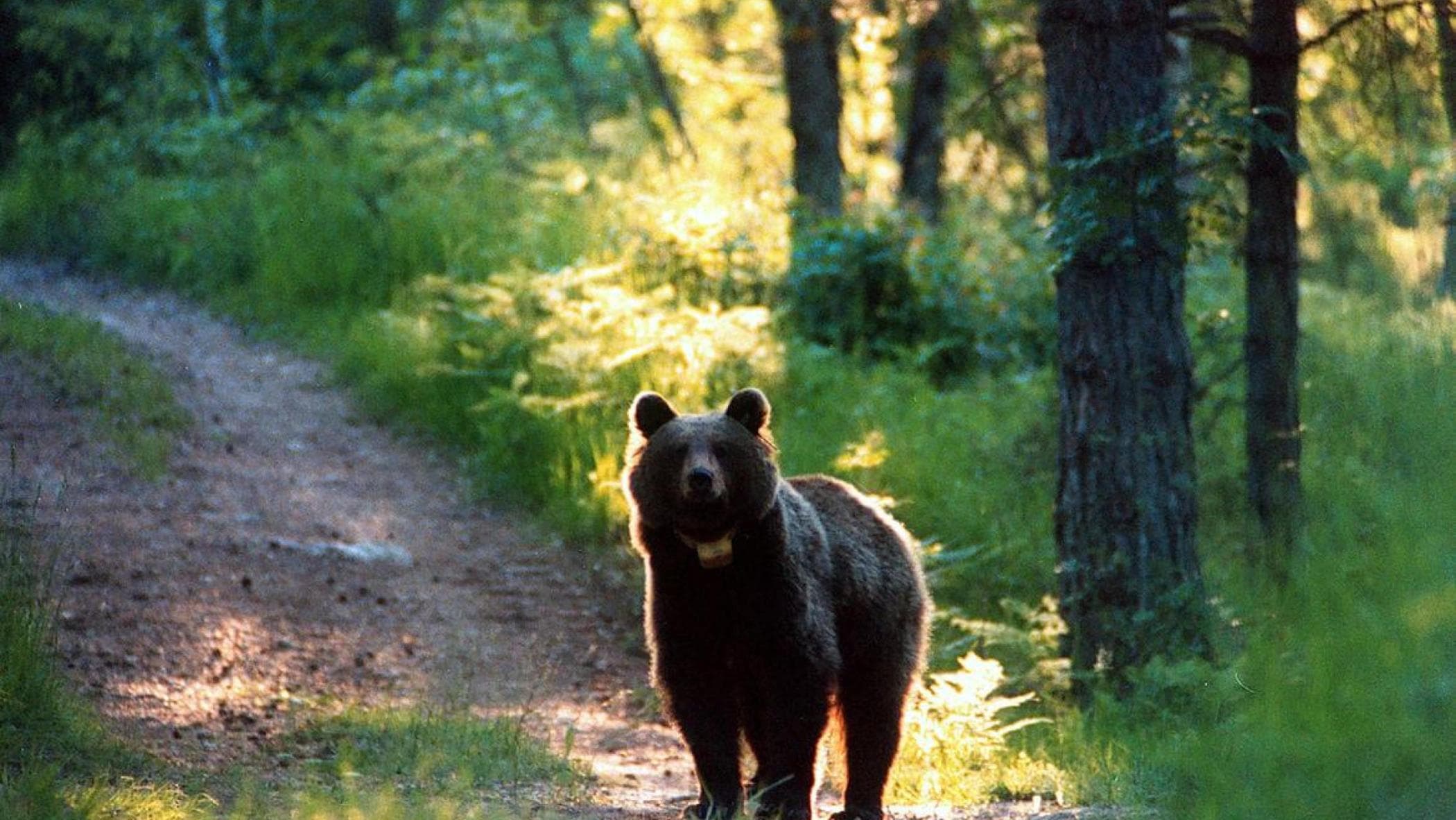 Trentino, üç çocuklu bir anne Molveno'da bir ayı tarafından 'dokunuldu'. Onunla birlikte yavrular da