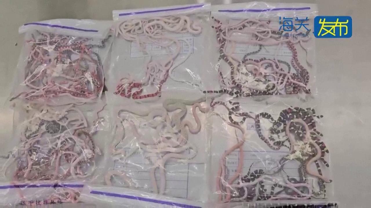 Nulla da dichiarare, ma ha più di 100 serpenti nei pantaloni: fermato contrabbandiere in Cina