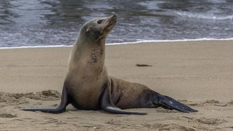 Ragazzino di Padova morso da una foca in Sudafrica: sottoposto a terapia antirabbica. L’appello della Asl: “In vacanza massima prudenza con gli animali”