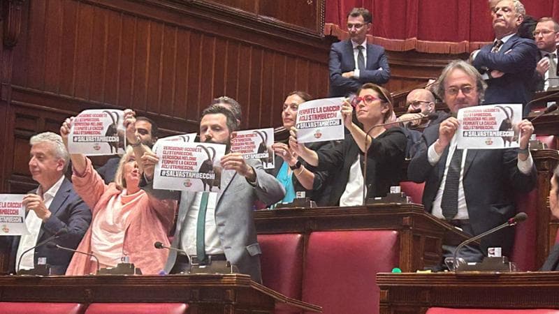 Lo stambecco nel mirino della Lega. Protesta dei Verdi: “Governo che ama le armi e odia gli animali”
