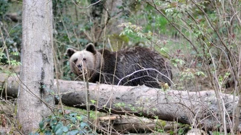 Trentino, turista francese aggredito da un orso a monte del Lago di Garda. Riesplode la polemica: “Ormai è un’emergenza sociale”